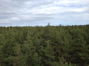 Pine forest in Slīteres nacionālais parks, Latvia 2016. Photo by Jessica Zarins