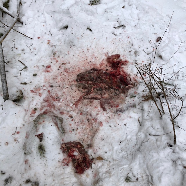 Death in Länna forest, Sweden, February 2019. Photo by: Jessica Zarins