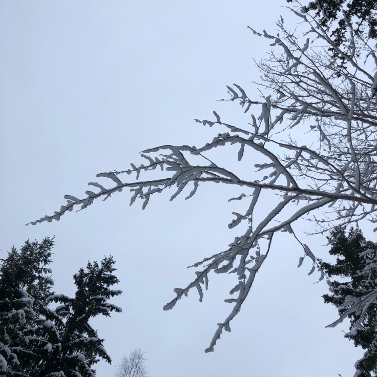 Snow in Uppland, January 2019. Photo by: Jessica Zarins