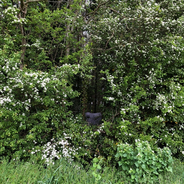 Tent in the greenery off Vicar's Brook, Cambridge May 2019. Photo by Jessica Zarins